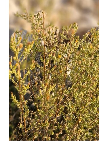 Huile essentielle de Varthemia iphionoides – L’antimicrobien naturel de Palestine aux bienfaits multiples
