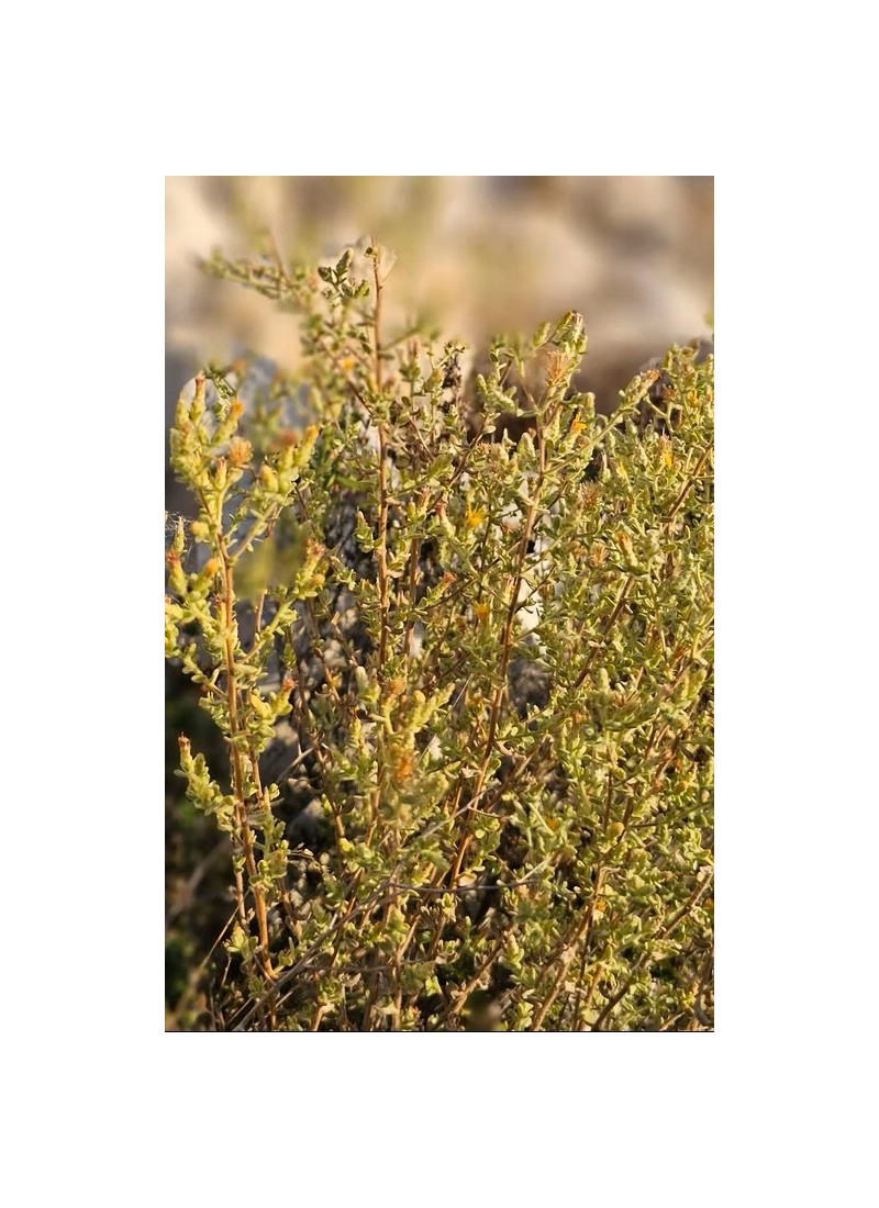 Huile essentielle de Varthemia iphionoides – L’antimicrobien naturel de Palestine aux bienfaits multiples