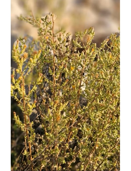 Huile essentielle de Varthemia iphionoides – L’antimicrobien naturel de Palestine aux bienfaits multiples