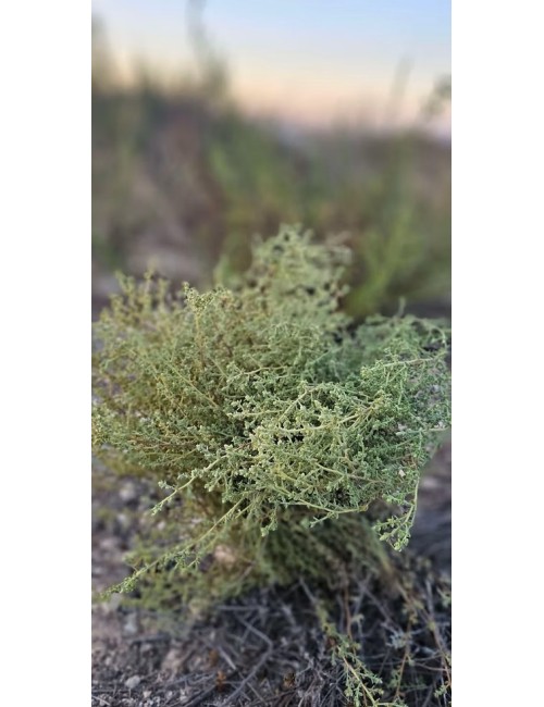 Huile essentielle de Varthemia iphionoides – L’antimicrobien naturel de Palestine aux bienfaits multiples