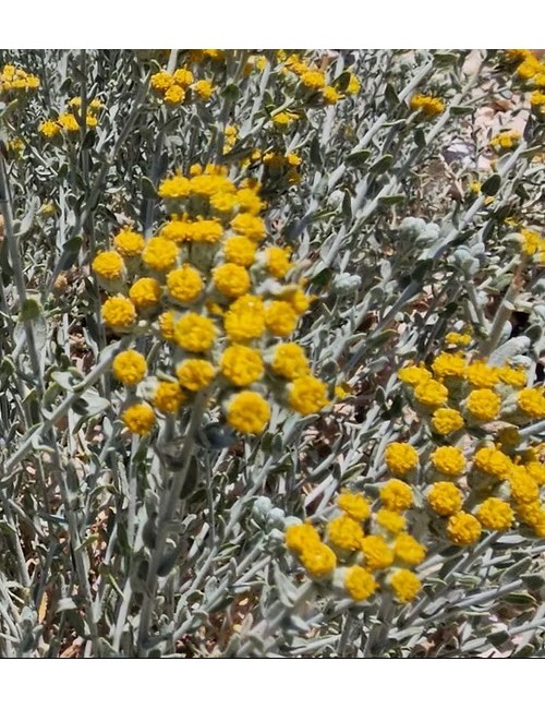 Huile essentielle d’Achillea fragrantissima – Tradition palestinienne et vertus thérapeutiques naturelles