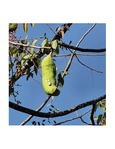 Huile essentielle de Pistacia palaestina – Le térébinthe biblique aux puissants bienfaits thérapeutiques
