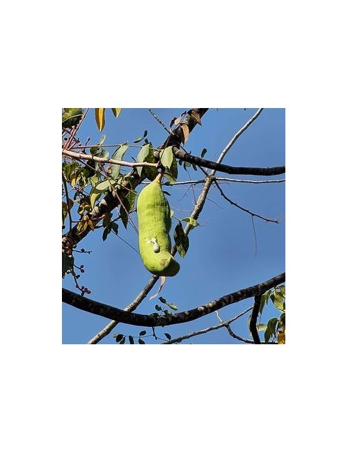 Huile essentielle de Pistacia palaestina – Le térébinthe biblique aux puissants bienfaits thérapeutiques