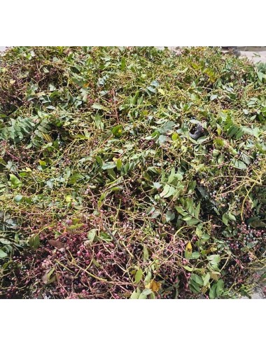 Huile essentielle de Pistacia palaestina – Le térébinthe biblique aux puissants bienfaits thérapeutiques
