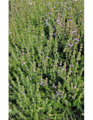 Huile essentielle de Thymbra capitata – Thym sauvage de Palestine, antiseptique naturel et purifiant puissant