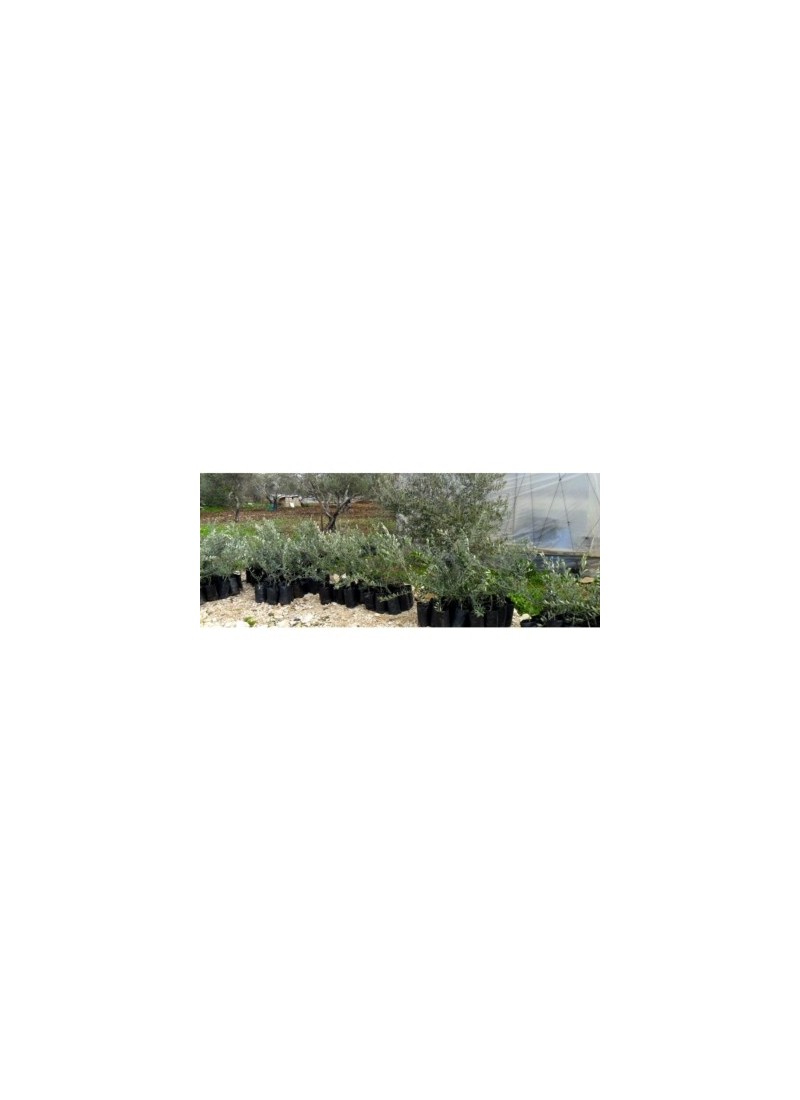 Planter un olivier en Palestine avec "Trees for Life"