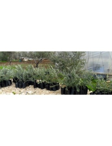 Planter un olivier en Palestine avec "Trees for Life