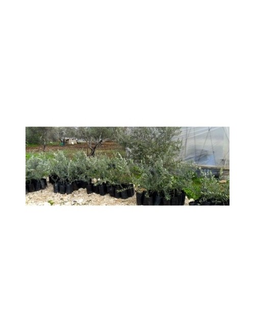 Planter un olivier en Palestine avec "Trees for Life"