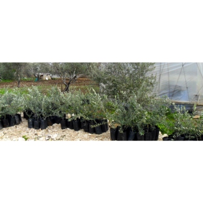 Planter un olivier en Palestine avec "Trees for Life"